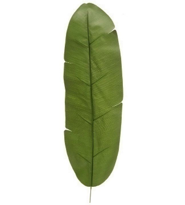 Large Light Green Banana Leaf 39 Inches